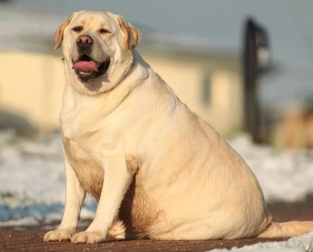 obese labrador